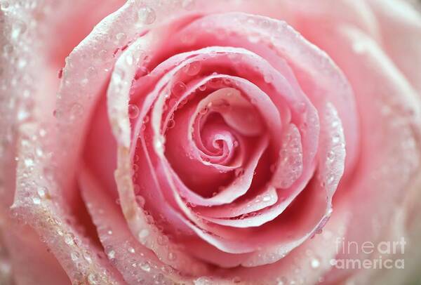 Rosa Poster featuring the photograph Rosa 'pink Heaven' by Ian Gowland/science Photo Library