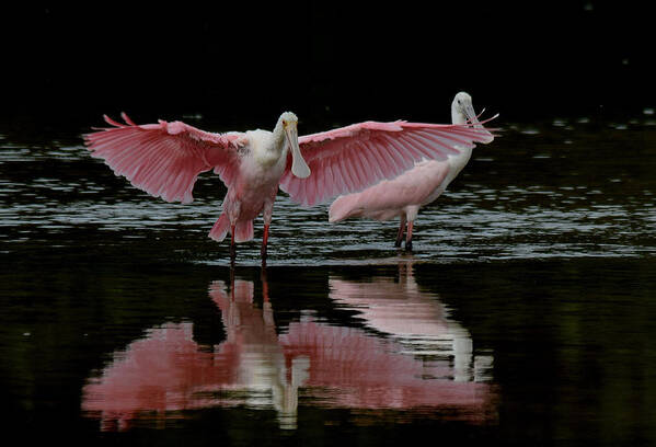 Spoonbill Poster featuring the photograph Roseate Spoonbills by Jim Bennight