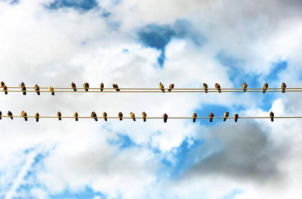In A Row Poster featuring the photograph Row Of Birds On Electric Wire by © Copyright Svetan Photography - All Rights Reserved.