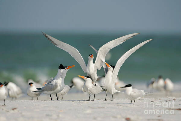 Wildlife Poster featuring the photograph Royal Terns On A Beach by Manuel Presti/science Photo Library