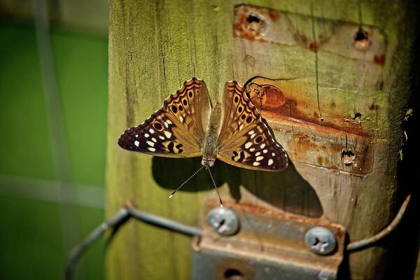 Wildlife Poster featuring the photograph Rustic Butterfly by John Benedict