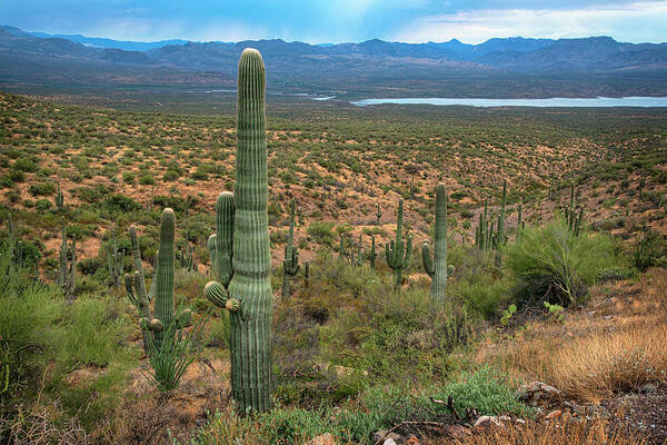 Saguaro Poster featuring the photograph Saguaro and Roosevelt lake on Young Highway by Dave Dilli