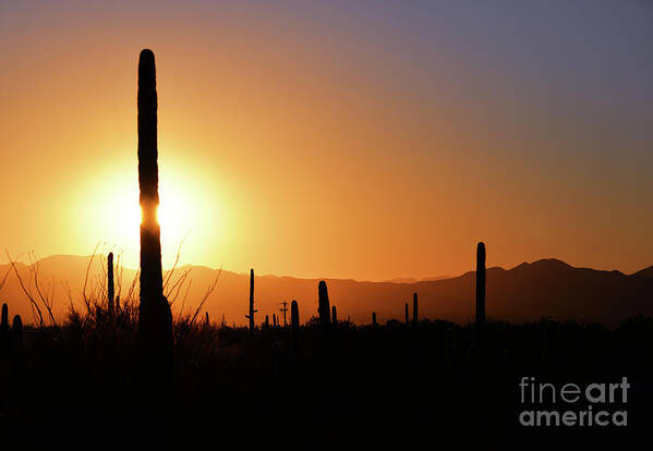 Denise Bruchman Photography Poster featuring the photograph Saguaro Sunset by Denise Bruchman