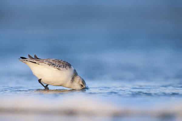 Wildlife Poster featuring the photograph Sanderling by Thomas Sass Pedersen