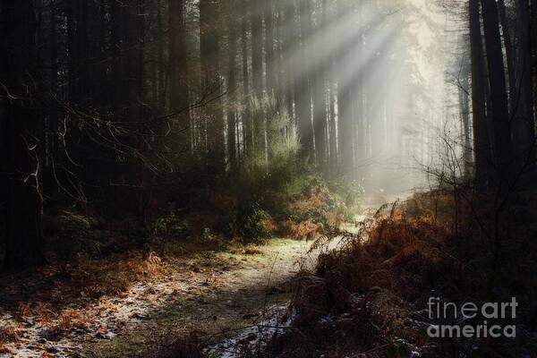 Crepuscular Rays Poster featuring the photograph Sandringham Rays by John Edwards