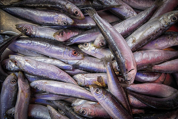 Sardine Poster featuring the photograph Sardines by Nigel R Bell