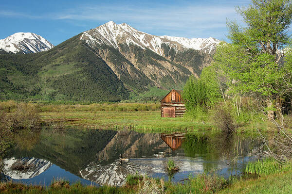 Sawatch Poster featuring the photograph Sawatch Cabin - Spring by Aaron Spong