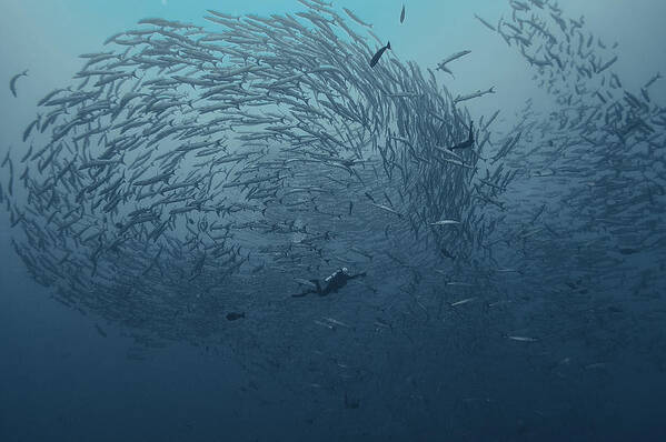 Underwater Poster featuring the photograph School Fish by Dmitriy Yevtushyk