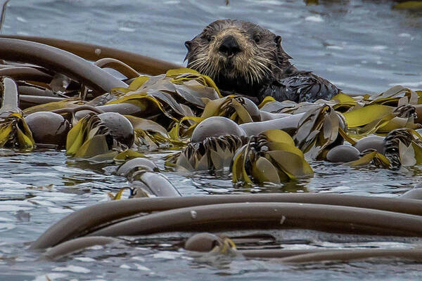 Sea Otter Poster featuring the photograph Sea Otter by Steven A Bash