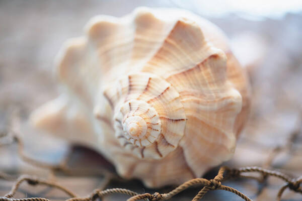 Seashell Poster featuring the photograph Seashell on Fishing Net by Lori Rowland