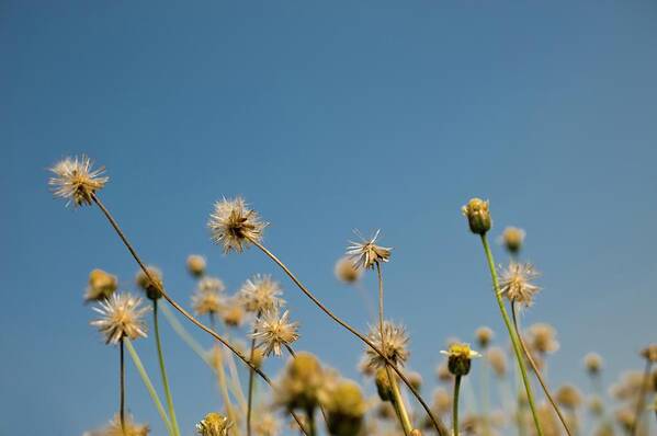 Bud Poster featuring the photograph Seed Heads Against A Blue Sky by Design Pics / Stuart Corlett