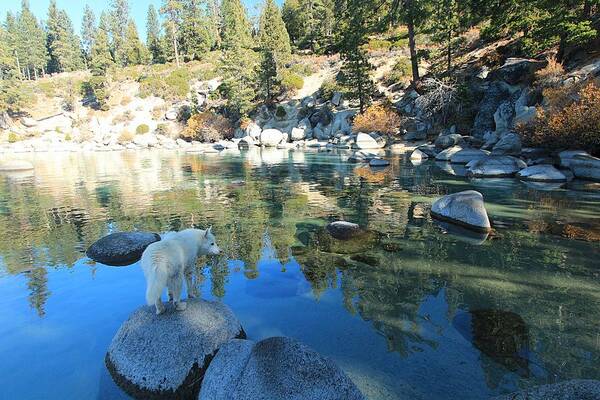 Lake Tahoe Poster featuring the photograph Sekani at Secret Cove by Sean Sarsfield