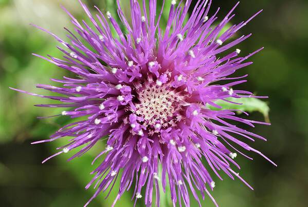 Thistle Flower Poster featuring the photograph Sem9155 by Gordon Semmens