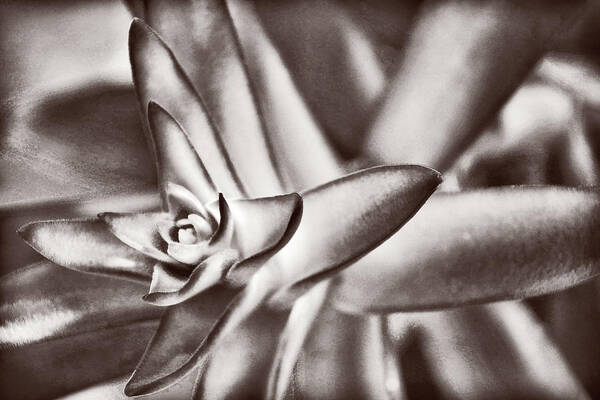 Succulent Poster featuring the photograph Sensual Succulent II by Leda Robertson