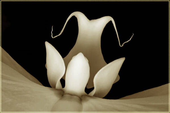 Orchid Poster featuring the photograph Sepia Orchid Macro Abstract by Terence Davis