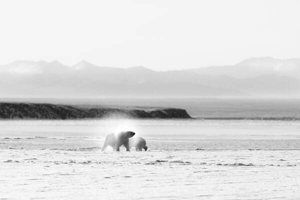 Wildlife Poster featuring the photograph Shake by Eiji Itoyama