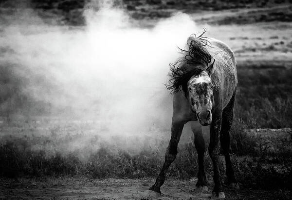 Wild Horse Poster featuring the photograph Shake it by Mary Hone