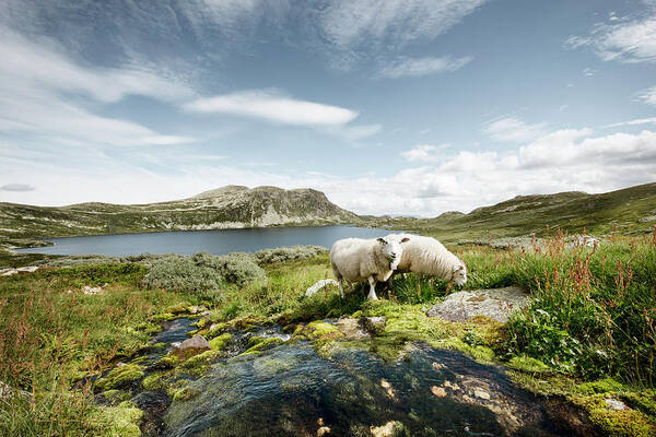 Tranquility Poster featuring the photograph Sheep By A Stream And Lake In Norway by Hannah Bichay