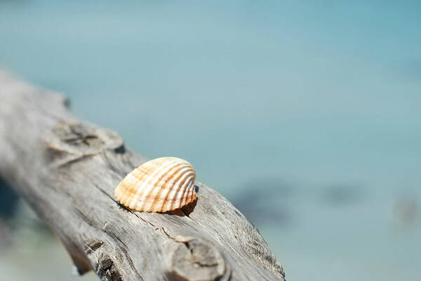 Tranquility Poster featuring the photograph Shell by Donatella Loi Photography