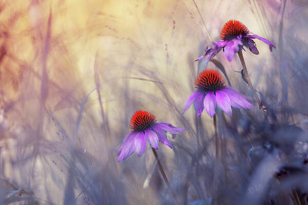 Flowers Poster featuring the photograph Shining in Shade by Magda Bognar