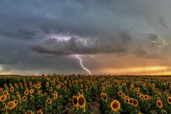 Sunflowers Poster featuring the photograph Shocking Sunflowers by Tony Hake