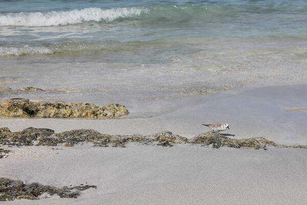 Shorebird Poster featuring the photograph Shorebird by Ruth Kamenev