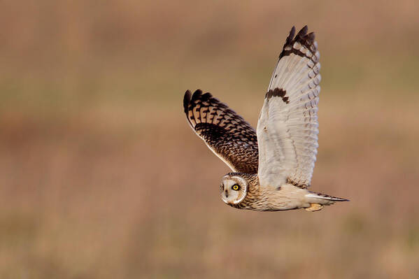 England Poster featuring the photograph Short-eared Owl by Andrew Sproule