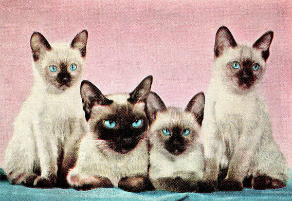Animal Poster featuring the drawing Siamese cats by CSA Images