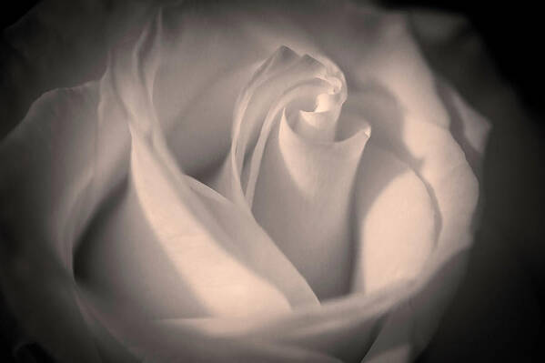 Photograph Poster featuring the photograph Silky Pastel Rose by Pheasant Run Gallery