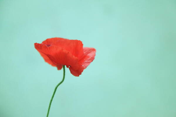 Fragility Poster featuring the photograph Simple Red Poppy On Turquoise Blue by Poppy Thomas-hill