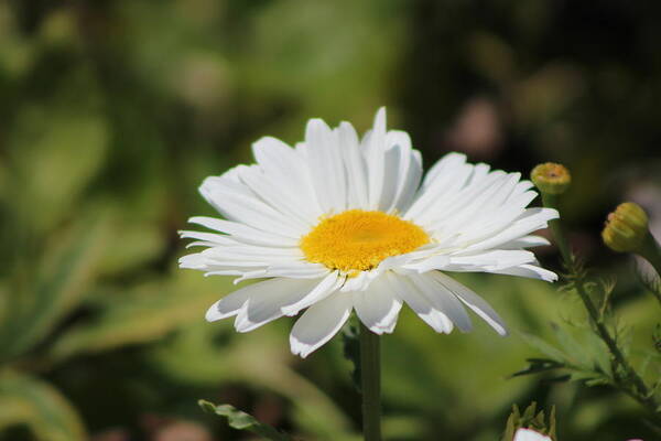 Simple White Daisy Poster featuring the photograph Simple White Daisy Chicago Botanical Gardens by Colleen Cornelius