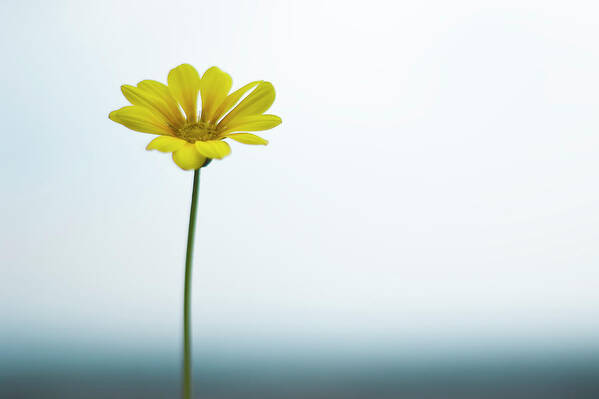 Clear Sky Poster featuring the photograph Single Yellow Daisy On Sky And Sea by Alexandre Fp