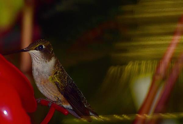 Hummingbird Poster featuring the photograph Sitting Pretty Too by Debra Grace Addison