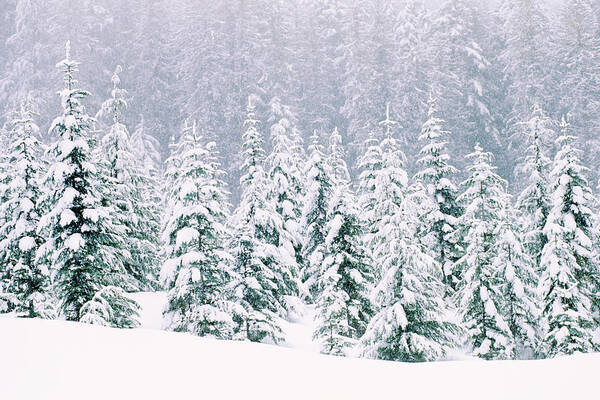 Scenics Poster featuring the photograph Snow Covered Pine Trees by Thinkstock Images