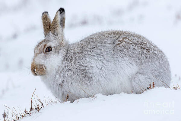 Mountain Hare Poster featuring the photograph Snow Hare in Winter by Arterra Picture Library