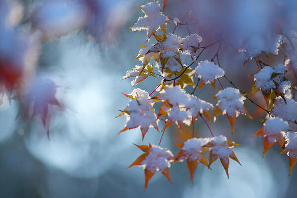 Tranquility Poster featuring the photograph Snow Piled Up In Autumn Leaves by Photoaraki.com