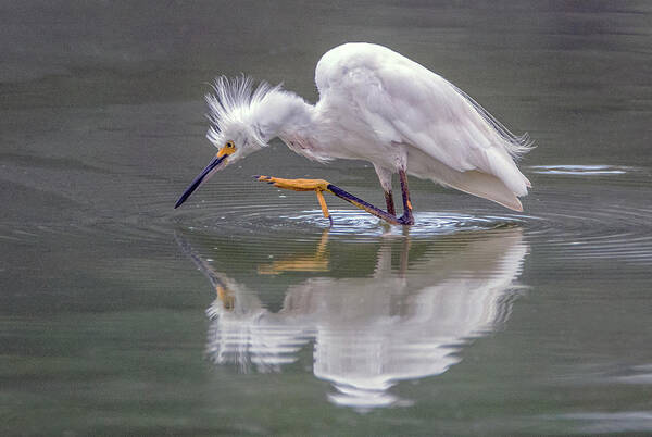Snowy Egret Poster featuring the photograph Snowy Egret 3042-072319 by Tam Ryan