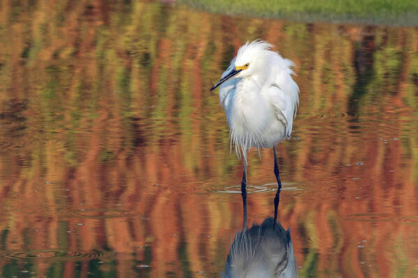 Snowy Egret Poster featuring the photograph Snowy Egret 6249-061219 by Tam Ryan