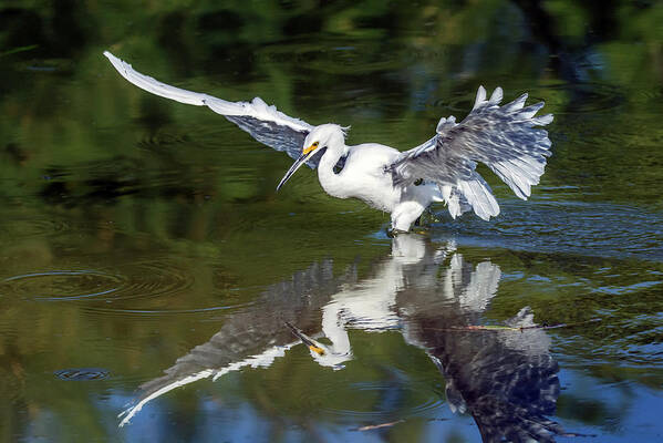 Snowy Egret Poster featuring the photograph Snowy Egret 8422-061819 by Tam Ryan