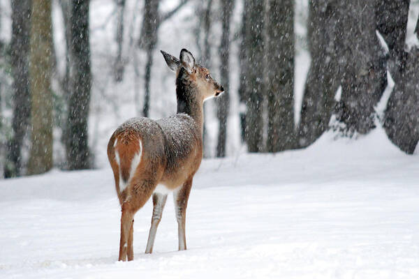 Deer Poster featuring the photograph Snowy White Tail by Christina Rollo