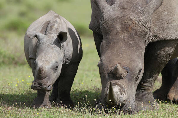 South Africa Poster featuring the photograph South African White Rhinoceros 014 by Bob Langrish