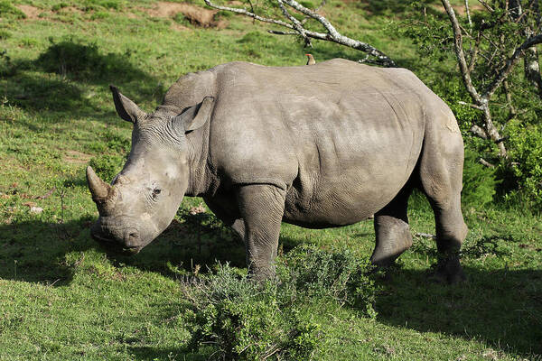 South Africa Poster featuring the photograph South African White Rhinoceros 022 by Bob Langrish