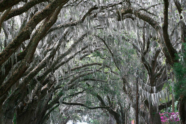 Spanish Moss Live Oak Arch Poster featuring the photograph Spainish Moss Live Oak Arch by Robert Goldwitz