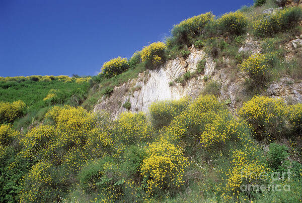 Botanical Poster featuring the photograph Spanish Broom (spartium Junceum) by Martyn F. Chillmaid/science Photo Library
