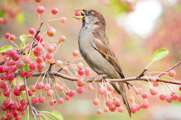 Cute Poster featuring the photograph Sparrow eating berries by Top Wallpapers