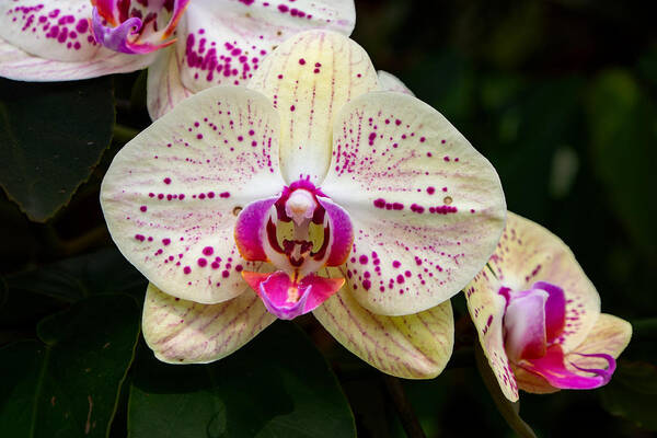 Speckled Poster featuring the photograph Speckled Pink and White Phalaenopsis Orchid With a Purple Lip by L Bosco