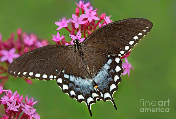 Dave Welling Poster featuring the photograph Spicebush Swallowtail Papilio Trollus by Dave Welling