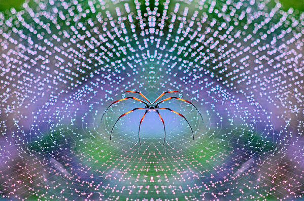 Spider Poster featuring the photograph Spider by Thomopoulos