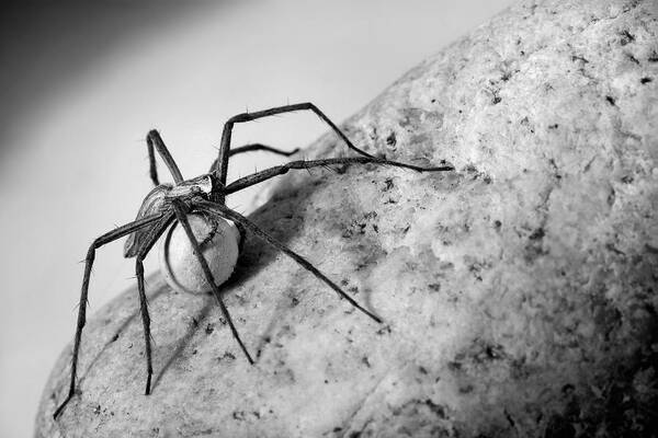 Spider Poster featuring the photograph Spider With Egg-case by Jimmy Hoffman