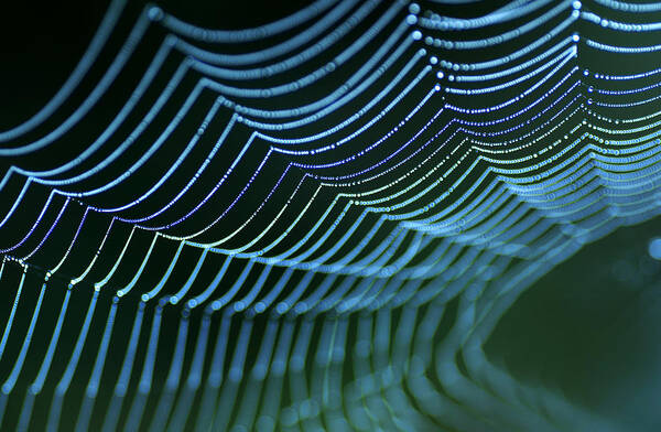 Abstract Poster featuring the photograph Spider's Web. by Allan Wallberg
